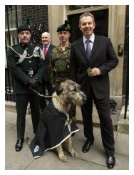 1 R IRISH Shamrock Brian Boru mascot